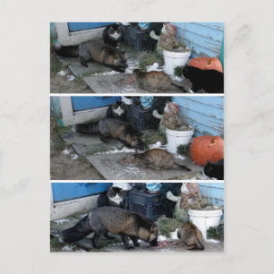 Carte Postale Le renard d'Aleutian vole de la nourriture