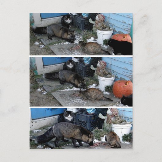 Carte Postale Le renard d'Aleutian vole de la nourriture (Devant)