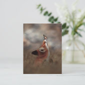 Carte Postale Le renard et le papillon (Debout devant)