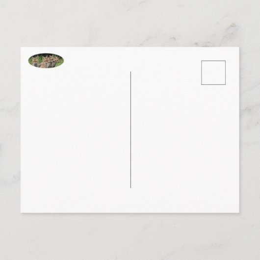 Carte Postale Le renard libre penseur (Dos)