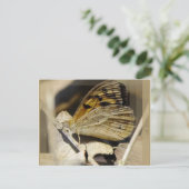 Carte Postale Le rêve papillon (Debout devant)