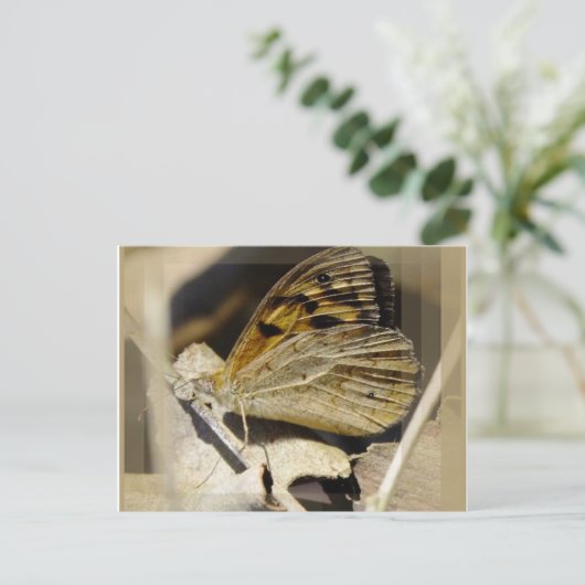 Carte Postale Le rêve papillon (Debout devant)