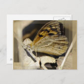 Carte Postale Le rêve papillon (Devant / Derrière)