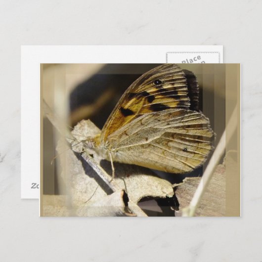 Carte Postale Le rêve papillon (Devant / Derrière)