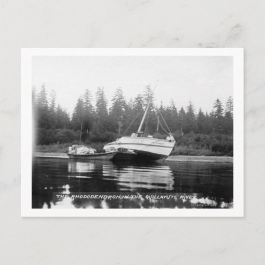 Carte Postale Le Rhododendron sur la rivière Quillayute (Devant)