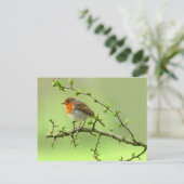 Carte Postale Le Robin (Debout devant)