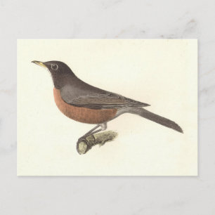 Carte Postale Le Robin américain (Turdus migratorius) NY Birds