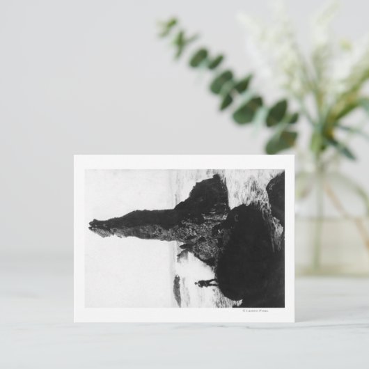 Carte Postale Le Rocher de la Duchesse à Newport, Oregon (Debout devant)