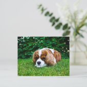 Carte Postale Le roi Cavalier Charles Spaniel Blenheim en herbe (Debout devant)