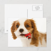 Carte Postale Le roi Charles Espagnol avec une voiture rouge dan (Devant / Derrière)