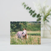 Carte Postale Le Roi frais McCue Postcard (Debout devant)