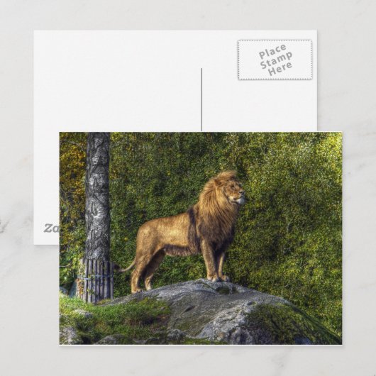 Carte Postale Le roi lion (Devant / Derrière)