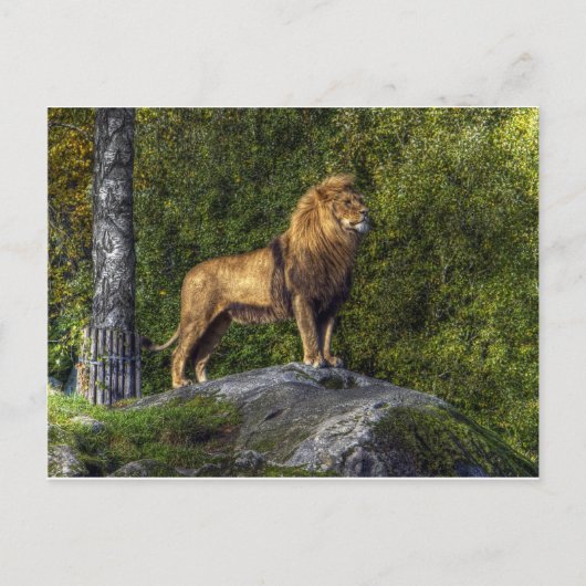 Carte Postale Le roi lion (Devant)