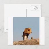 Carte Postale Le Roi Lion (Lion Adulte et Cub) (Devant / Derrière)