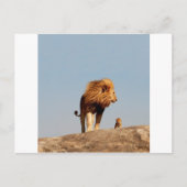 Carte Postale Le Roi Lion (Lion Adulte et Cub) (Devant)