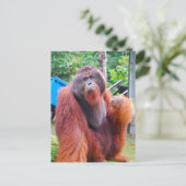 Carte Postale Le roi Orangoutan Tom au camp Leakey (Debout devant)