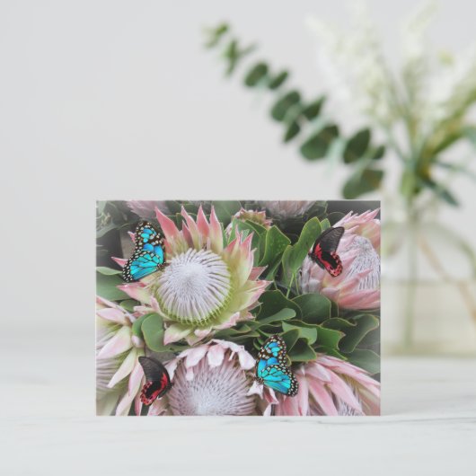 Carte Postale Le roi Protea (Debout devant)