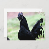Carte Postale Le Rooster Ayam Cemani Nommé Vlad (Devant / Derrière)