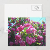 Carte Postale Le rose (Devant / Derrière)