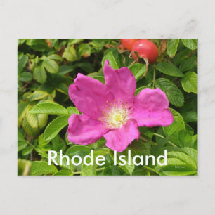 Carte Postale Le Rose