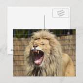 Carte Postale Le rugissement de Lion (Devant / Derrière)