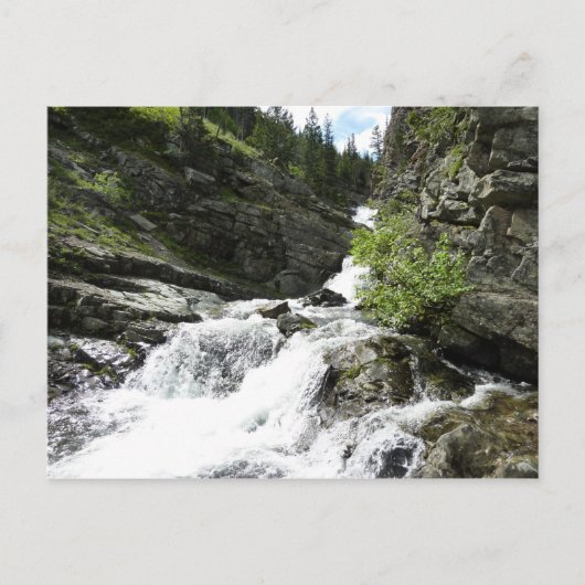 Carte Postale Le ruisseau Aster dans le parc national Glacier (Devant)