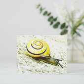 Carte Postale Le rythme de l'escargot (Debout devant)