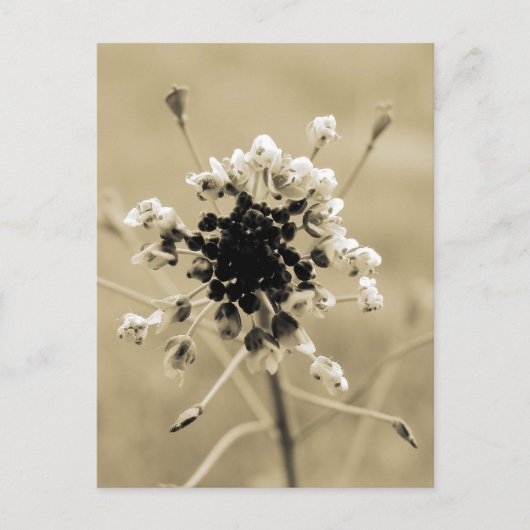 Carte Postale Le sac de berger à Sepia (Devant)