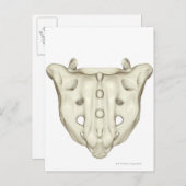 Carte Postale Le Sacrum (Devant / Derrière)