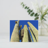 Carte Postale Le Saguaro le plus grand (Debout devant)