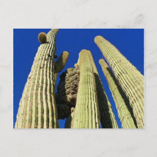 Carte Postale Le Saguaro le plus grand