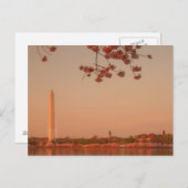 Carte Postale Le Sakura de Washington est sunset. (Devant / Derrière)