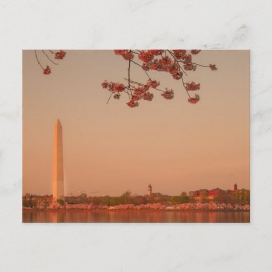 Carte Postale Le Sakura de Washington est sunset. (Devant)