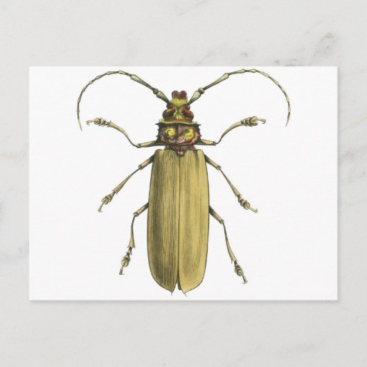 Carte Postale Le scarabée, Prionus Corticinus (Devant)