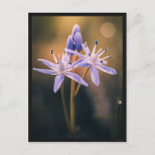 Carte postale le Scille (Devant)