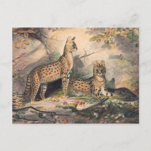 Carte Postale Le Serval de Joseph Wolf (Devant)