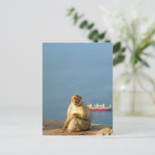Carte Postale Le singe barbare de Gibraltar (Debout devant)