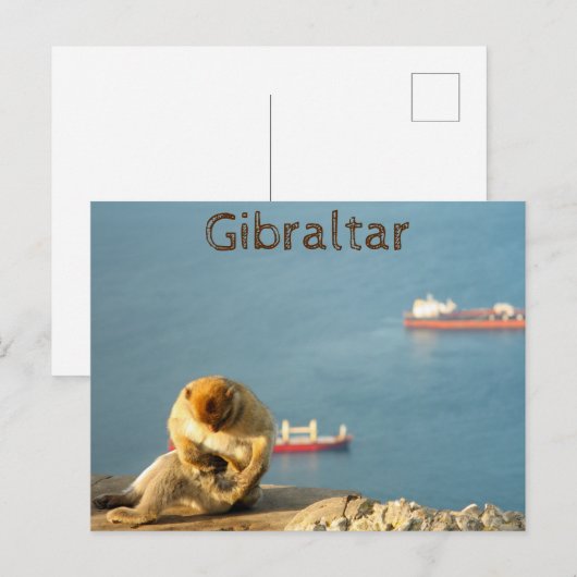 Carte Postale Le singe barbare de Gibraltar (Devant / Derrière)