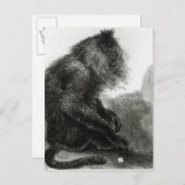 Carte Postale Le singe du Waderoo indien (Devant / Derrière)