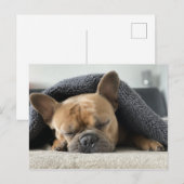 Carte Postale Le son Buldog français endormi (Devant / Derrière)