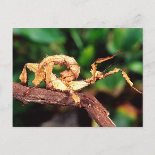 Carte Postale le spectre de Macleay (épiney Stick Insect), (Devant)