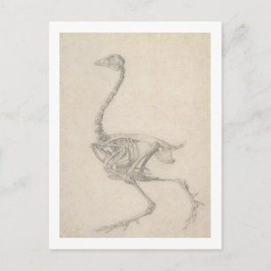 Carte Postale Le Squelette d'une Foule, de la série 'A Compara