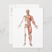 Carte Postale Le Squelette Humain Et Le Système Musculaire, Avan (Devant / Derrière)