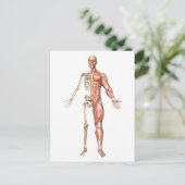 Carte Postale Le Squelette Humain Et Le Système Musculaire, Avan (Debout devant)