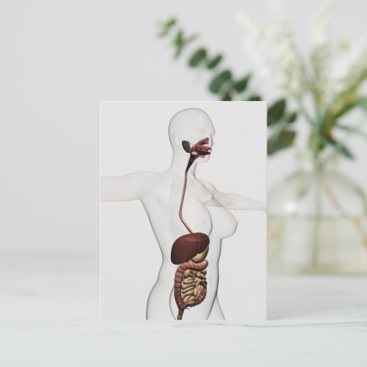 Carte Postale Le système digestif humain 1 (Debout devant)