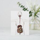 Carte Postale Le système digestif humain 2 (Debout devant)