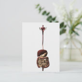 Carte Postale Le système digestif humain 4 (Debout devant)