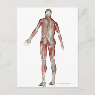 Carte Postale Le système musculosquelettique 5