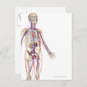 Carte Postale Le système urinaire 2 (Devant / Derrière)
