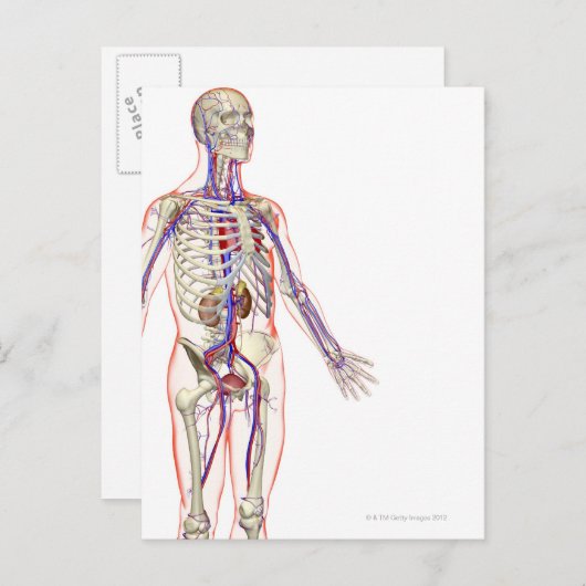 Carte Postale Le système urinaire 2 (Devant / Derrière)